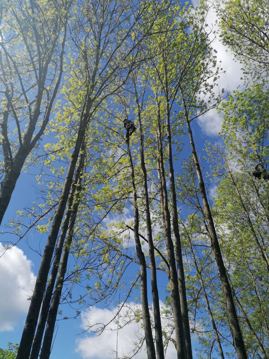 Nutzerfoto 3 Baumpflege Birkholz