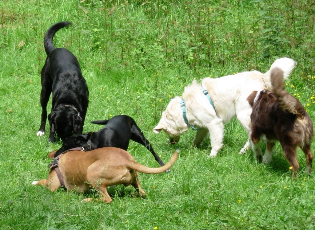 Nutzerfoto 2 Hafenhunde Hundeschule