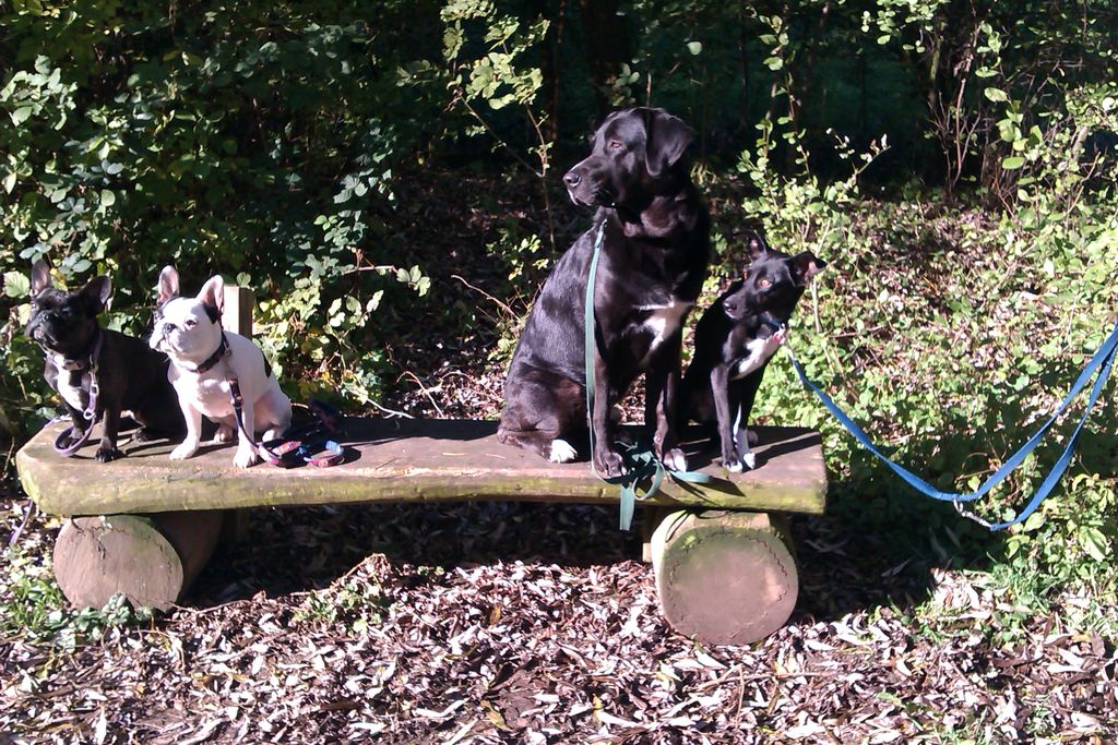 Nutzerfoto 3 Hafenhunde Hundeschule