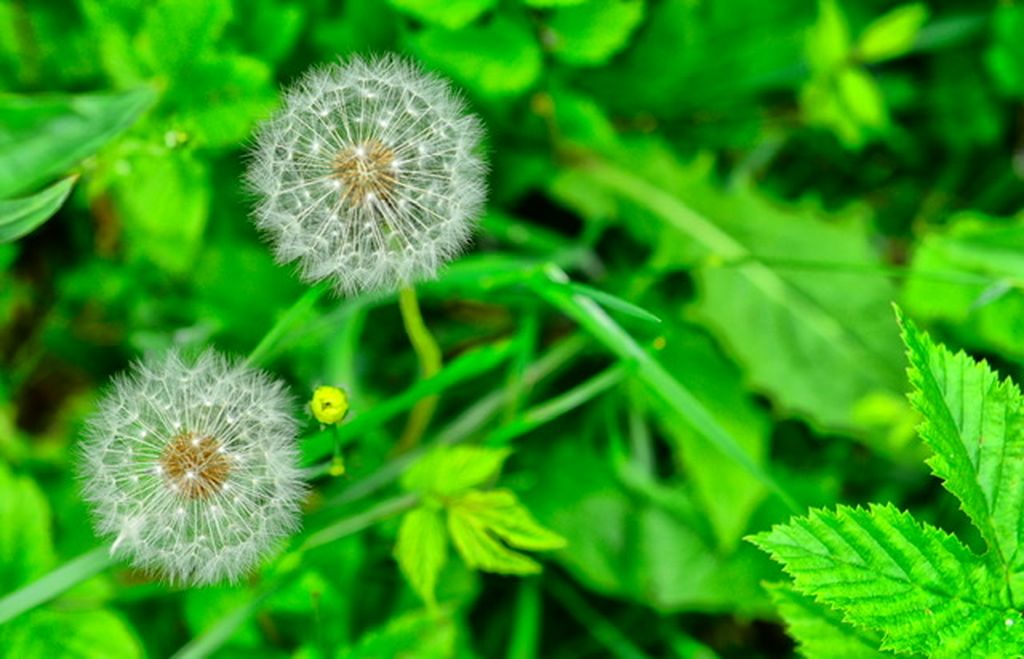 Nutzerfoto 1 Hoppenheit E. Blumen