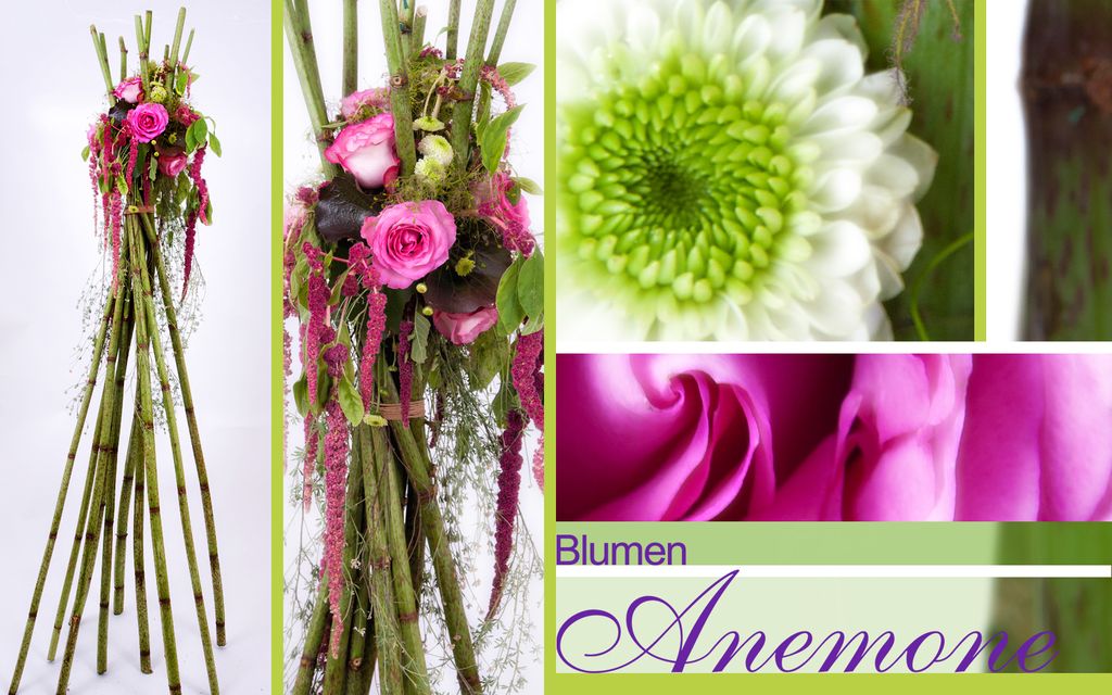 Nutzerfoto 9 Blumen Anemone