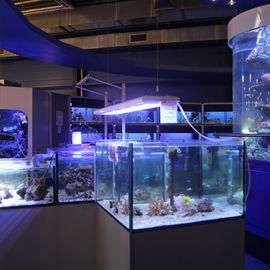 Unsere tolle Aquaristikabteilung - Meerwasser und Süßwasser!