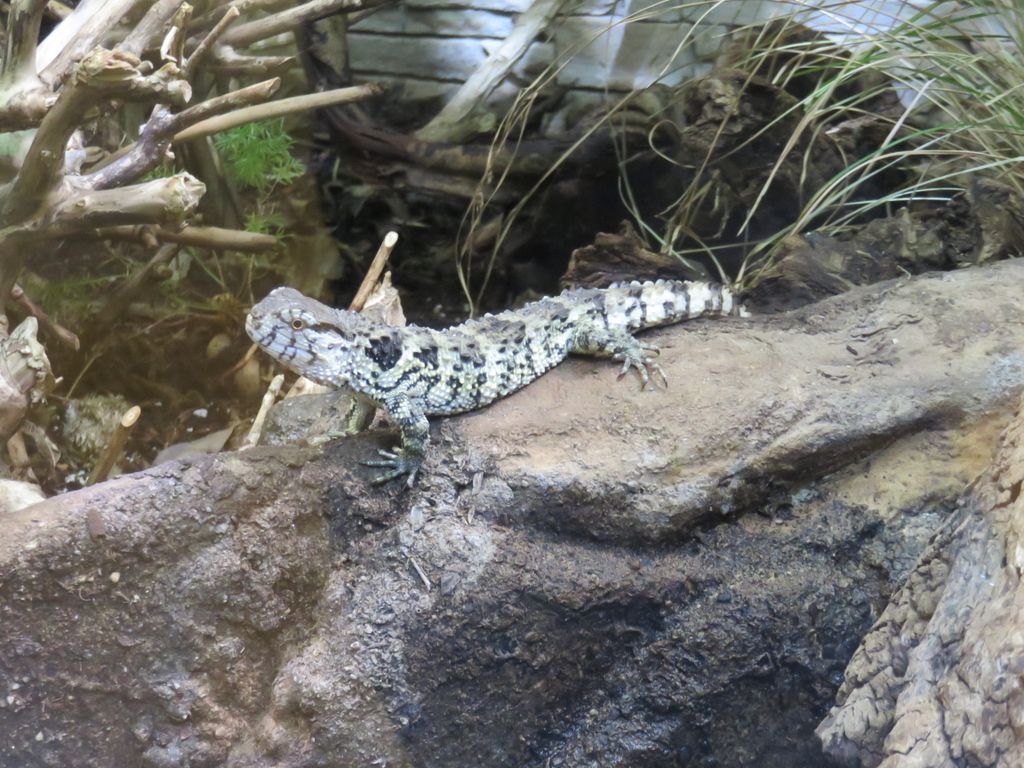 Nutzerfoto 22 Aquazoo - Löbbecke Museum