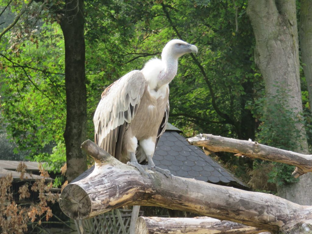 Nutzerfoto 29 ZOO Duisburg AG