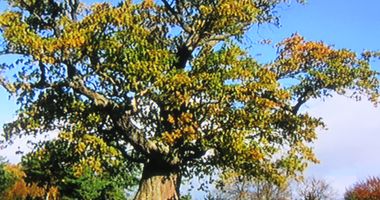 Kreuzeiche in Hürbel am Rangen in Lehrberg