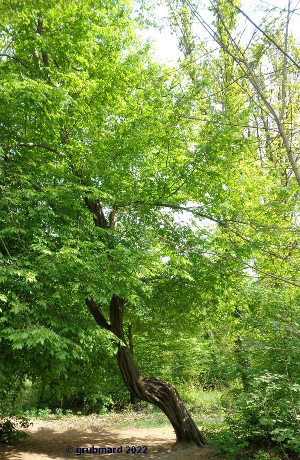 Nutzerfoto 7 Verschönerungsverein Aussichtsturm