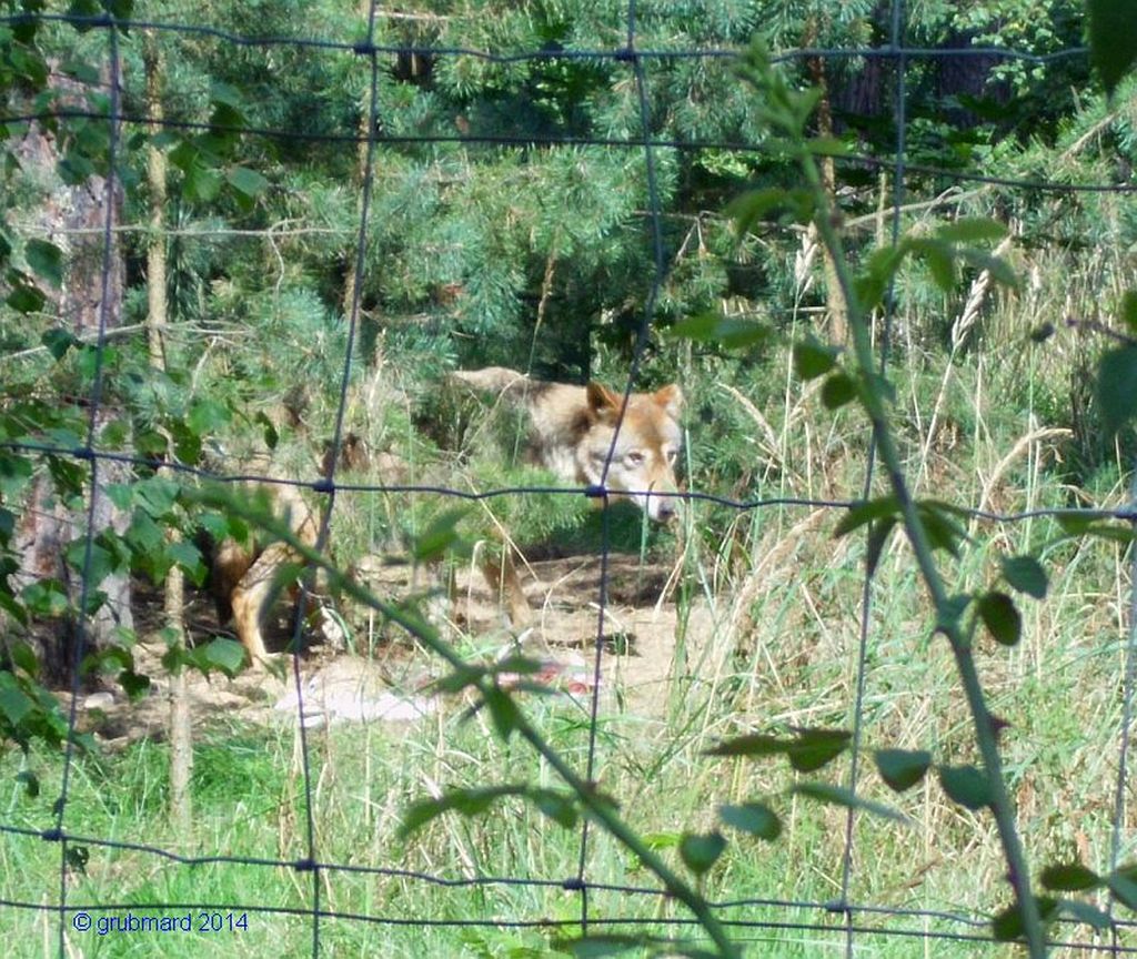 Nutzerfoto 41 Wildpark Johannismühle