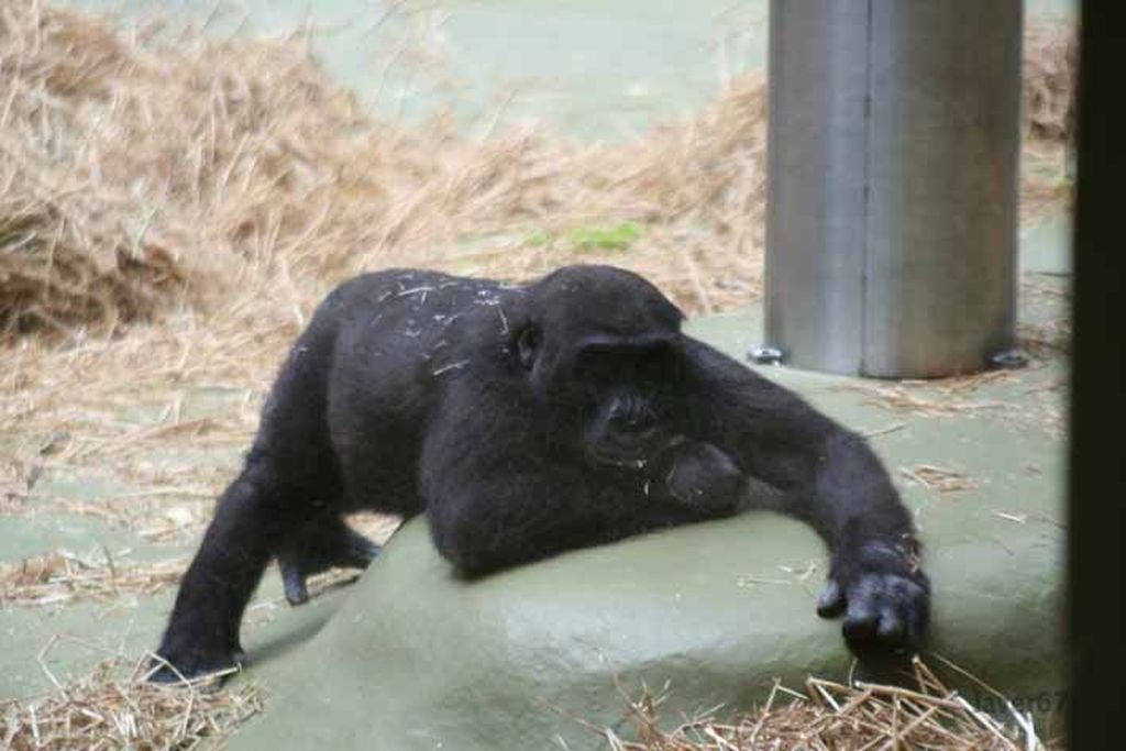 Nutzerfoto 379 Zoologischer Garten Köln AG