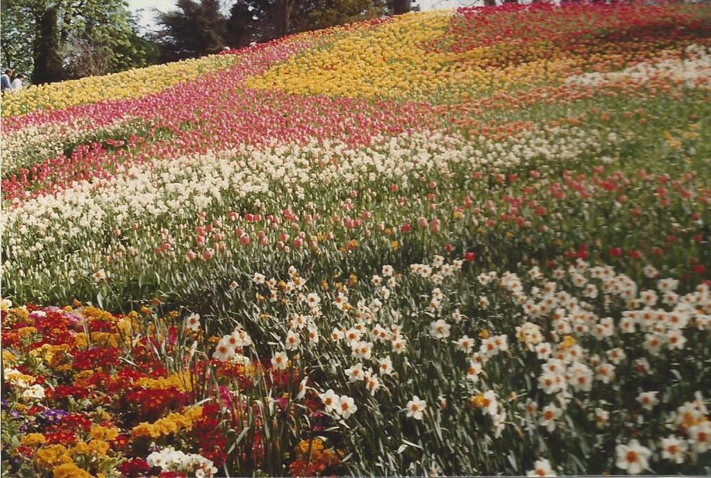 Nutzerfoto 20 Blumeninsel Mainau GmbH , Lennart-Bernadotte-Stiftung