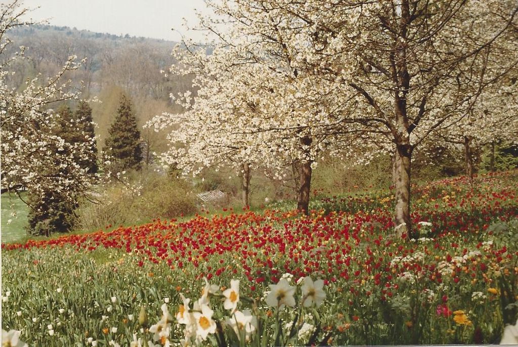 Nutzerfoto 16 Blumeninsel Mainau GmbH , Lennart-Bernadotte-Stiftung