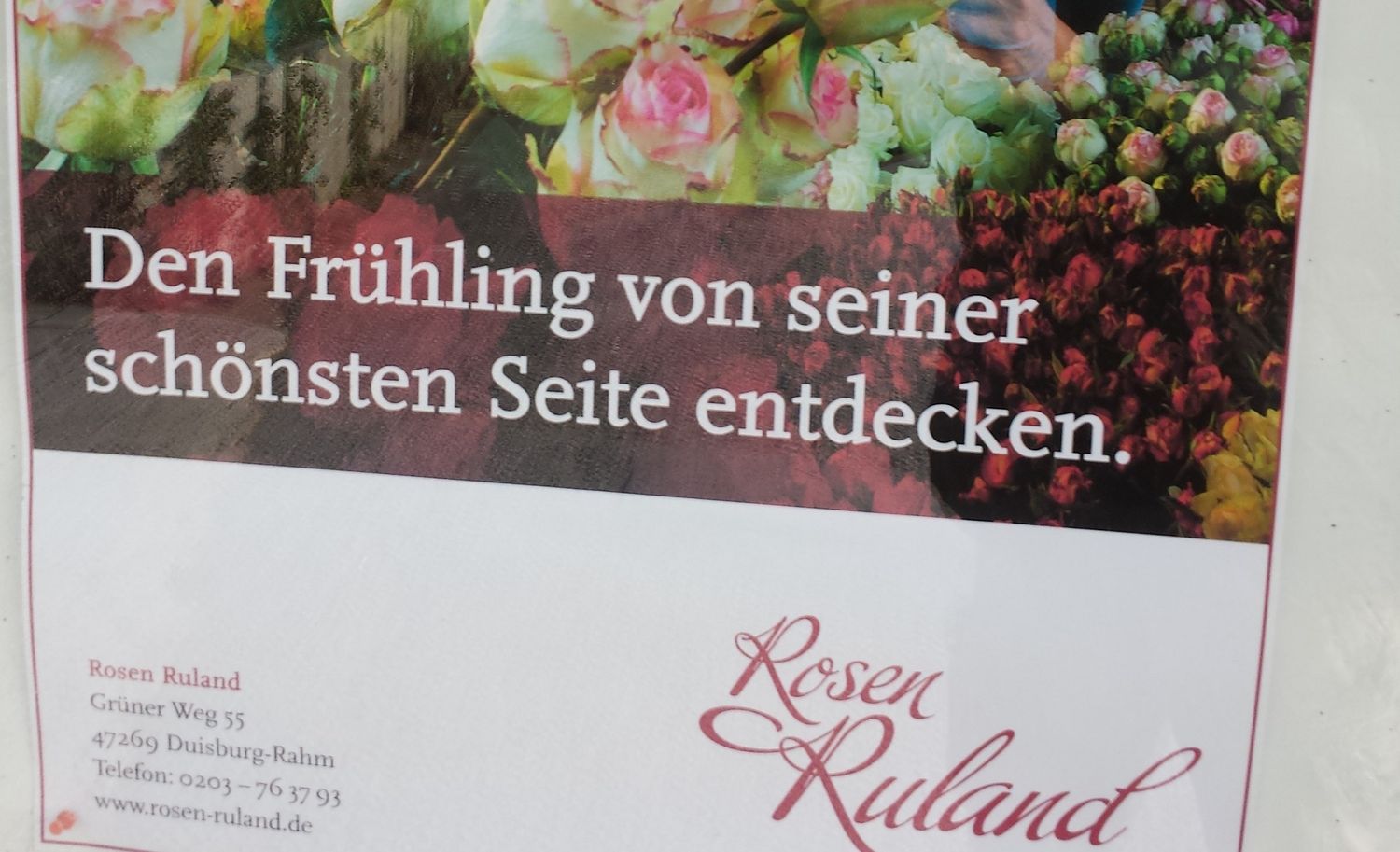 Bilder und Fotos zu Rosen Ruland Inh. Werner Ruland in Duisburg, Grüner Weg