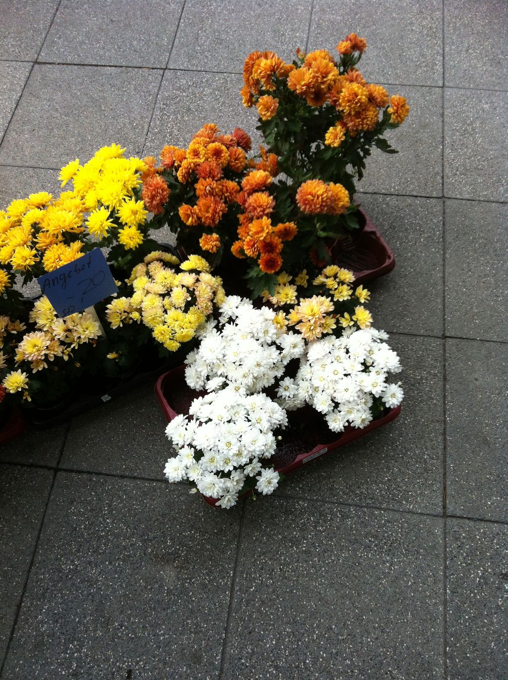 Nutzerfoto 2 Chemnitzer Blumenring Einzelhandelsgesellschaft mbH