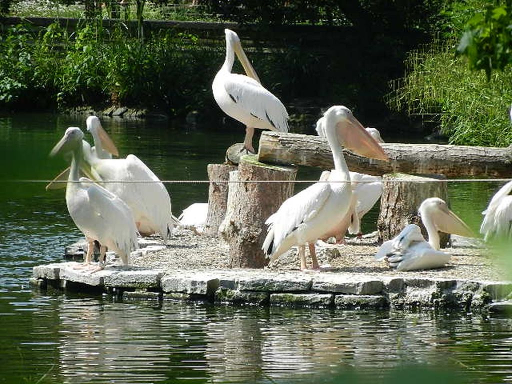 Nutzerfoto 130 Zoologischer Garten Köln AG