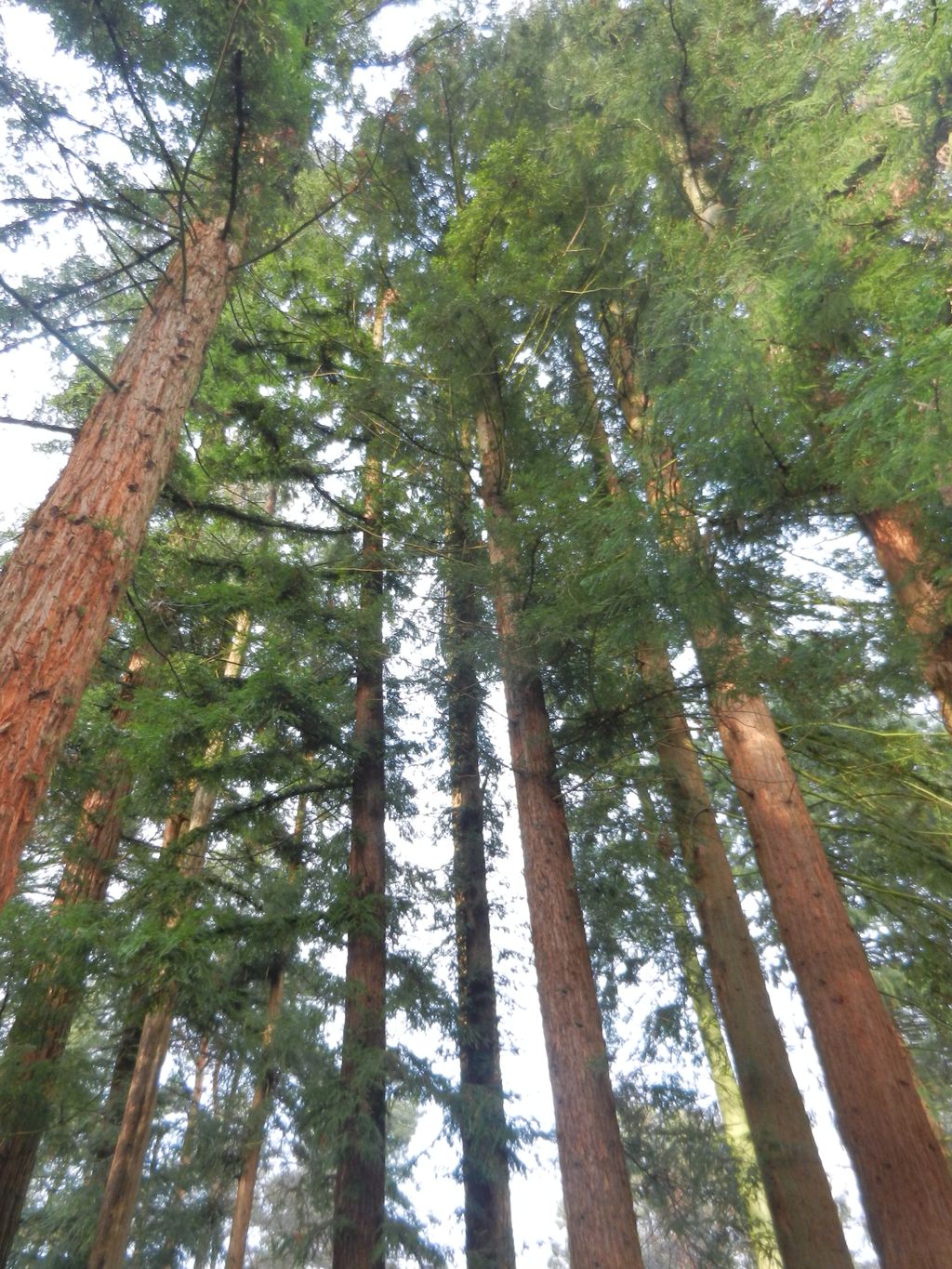 Nutzerfoto 55 Sequoiafarm e. V.