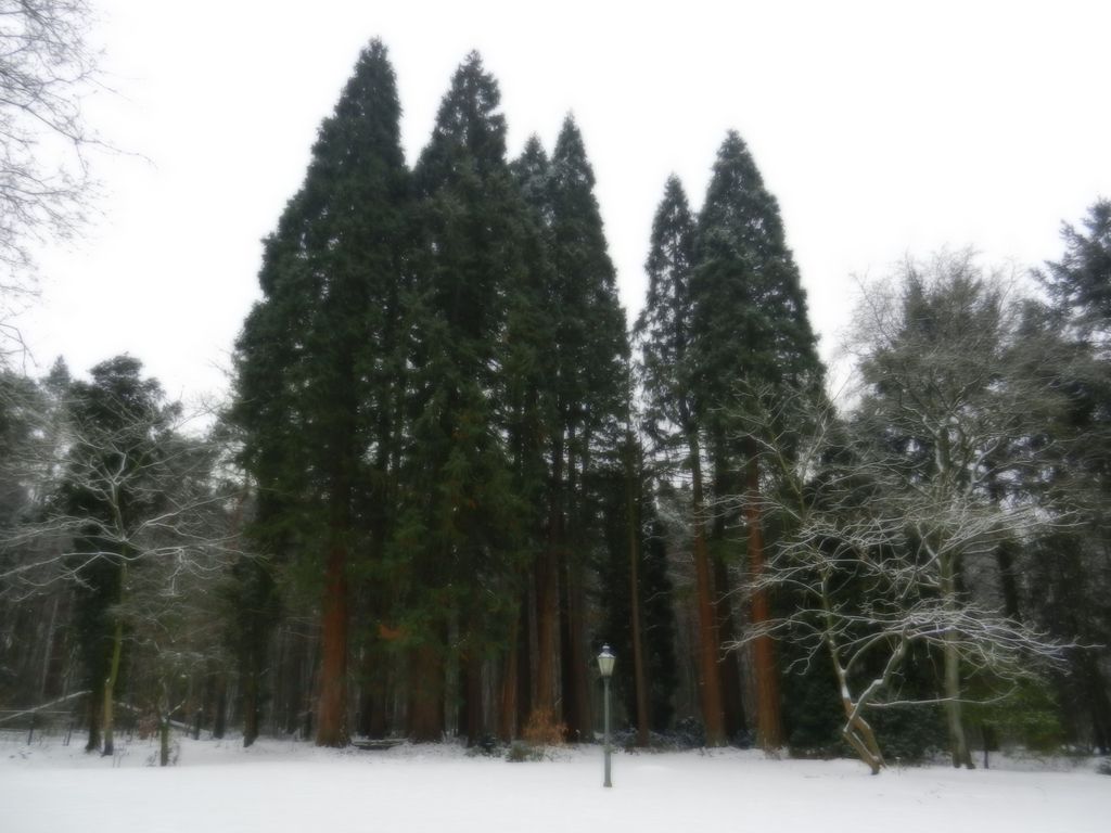 Nutzerfoto 65 Sequoiafarm e. V.