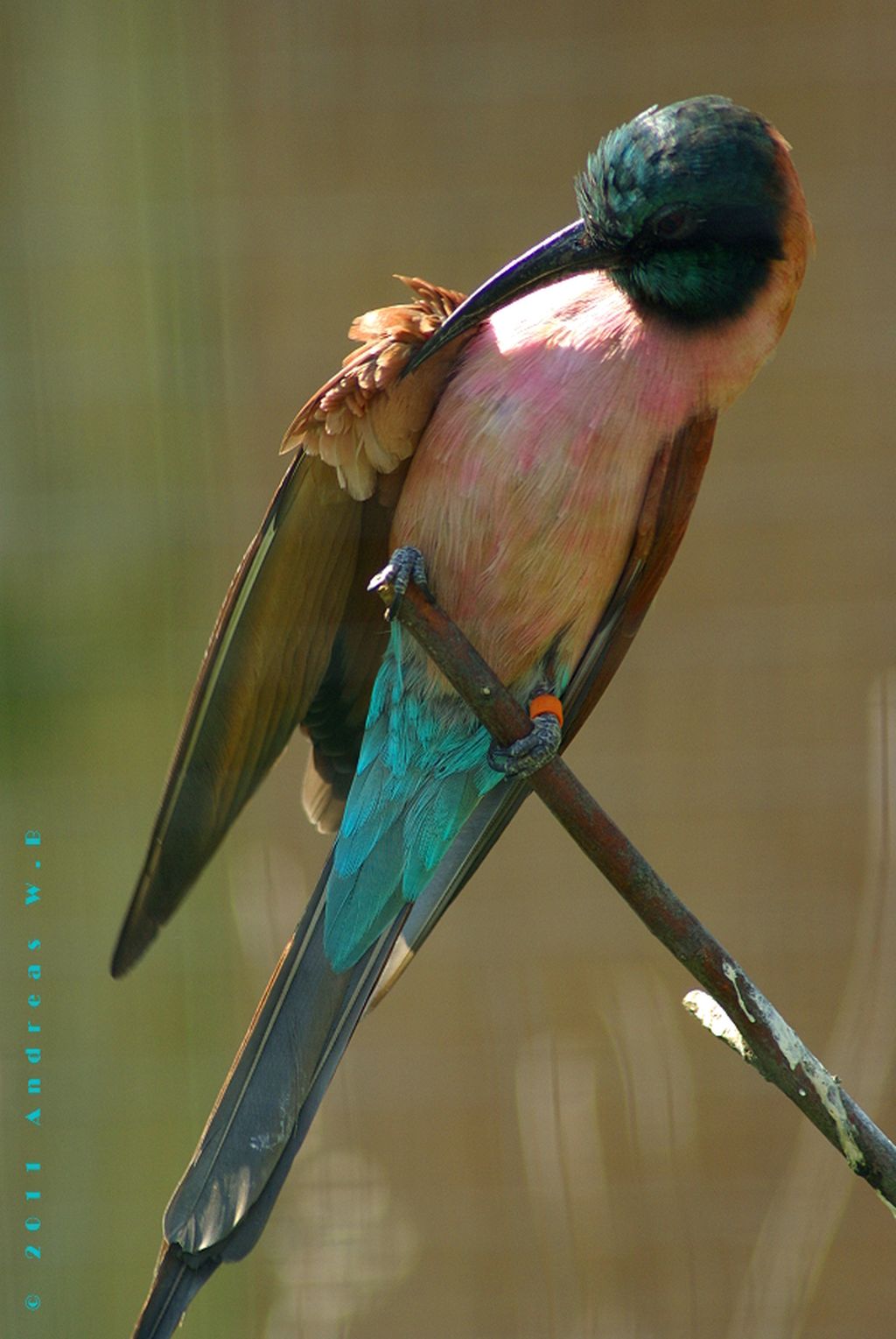 Nutzerfoto 337 Zoologischer Garten Köln AG