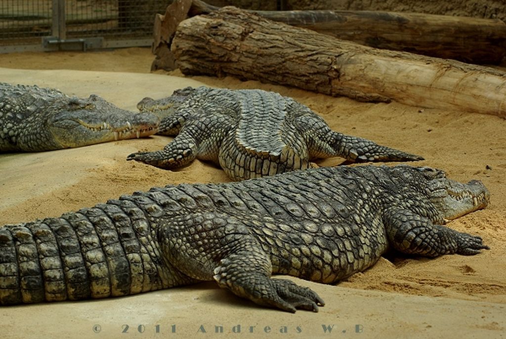 Nutzerfoto 330 Zoologischer Garten Köln AG