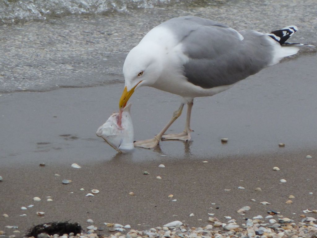 Nutzerfoto 54 Gemeindeverwaltung Ostseebad Binz