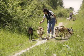 Logo von kumpeltier, Dogwalking in München in München